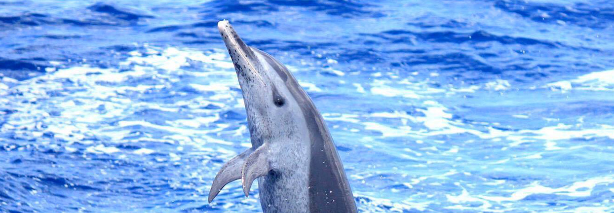 catamaran dauphins martinique