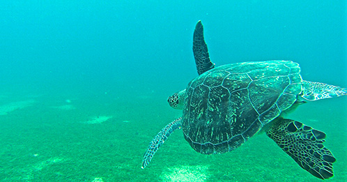 tour de la martinique en bateau