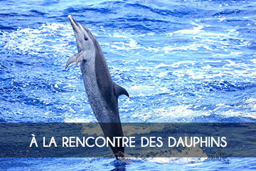 à la rencontre des dauphins