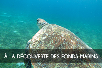 A la découverte des fonds marins