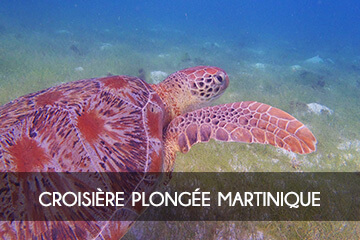 Croisiere plongée Martinique