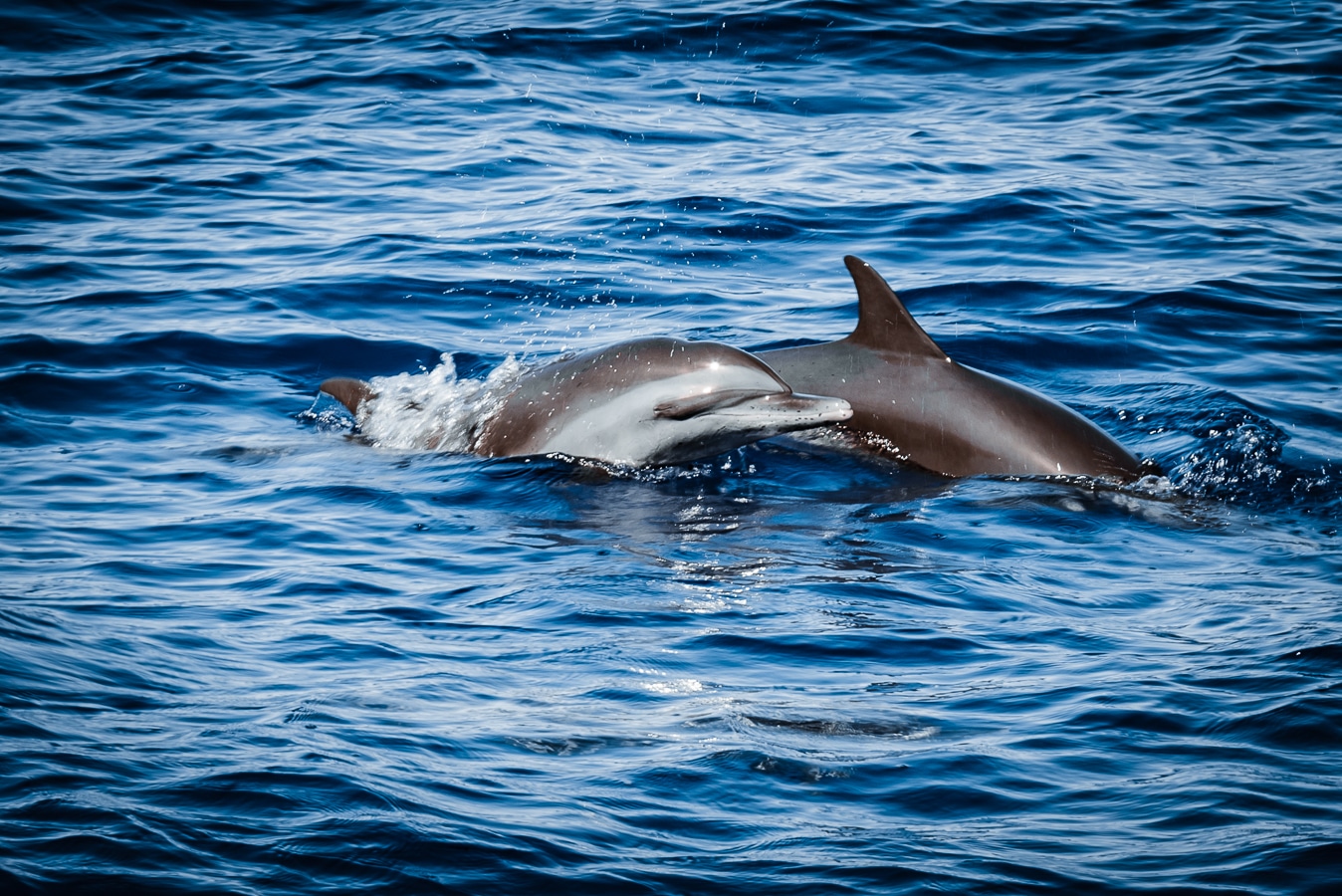 Dauphins 4