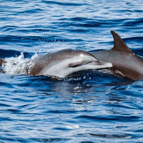 Dauphins dans les eaux de Martinique